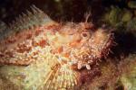 fish hedgehog