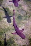 Photo of shark