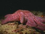 Обои для рабочего стола с морской звездой