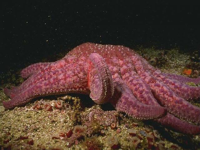 Обои для рабочего стола с морской звездой