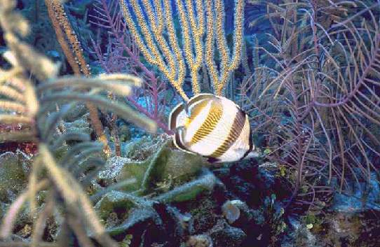 Banded Butterfly Fish.jpg