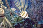 Banded Butterfly Fish.jpg