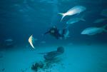 Photography of skin-diver with skate