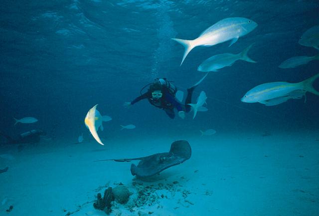 Photography of skin-diver with skate