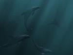 Wallpapers with dolphins