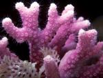 Picture for desktop - pink corals