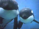 Dolphins