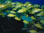 School of yellow fish