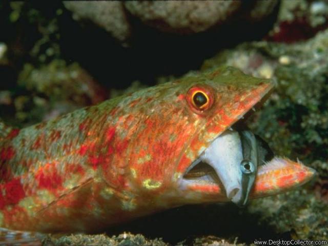 Sea predator