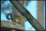 Image of squirrel
