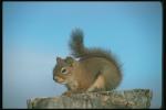 Squirrel on the stone