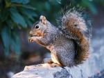 Theme with beautiful squirrel