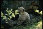 Photo of playing tiger cub