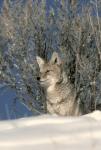 Wolf in the winter forest