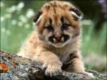 Sweet small tiger-cub
