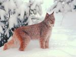 Image of red-haired lynx on the snow
