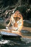 Tiger on the hunting of fish