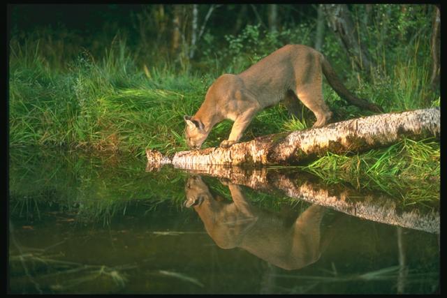 Picture - tigress at the watering place