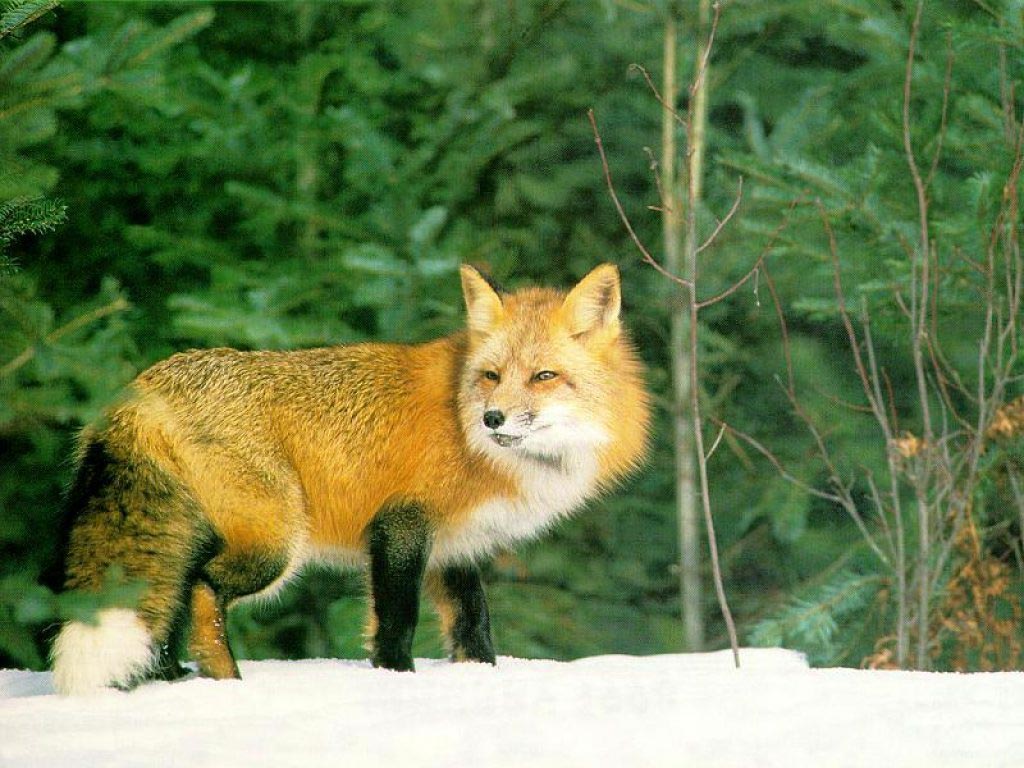 Photo of red-haired fox