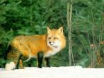 Photo of red-haired fox