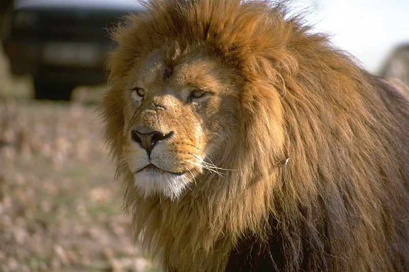 Король лев