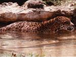 Jaguar2.jpg