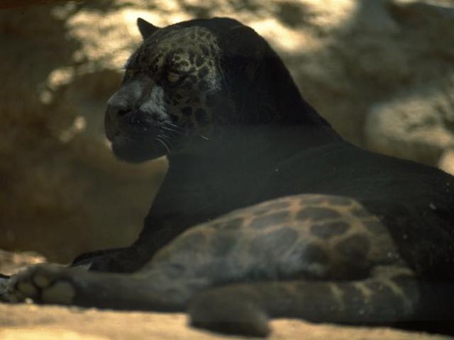 Leopard in the night