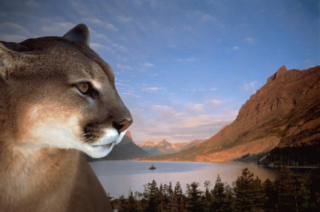 Lioness looks into the distance