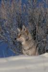 Wolf longs for the summer