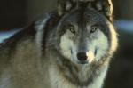 sadness in the eyes of the wolf