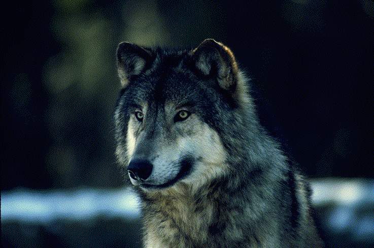 Wolf on the lookout