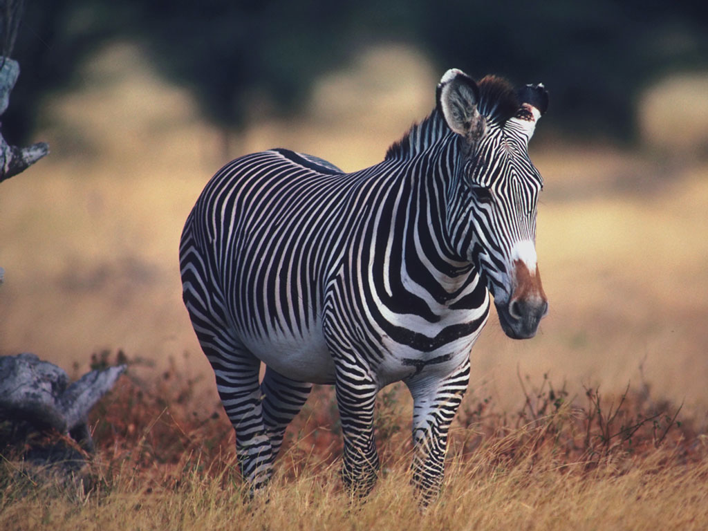 Zebra close up