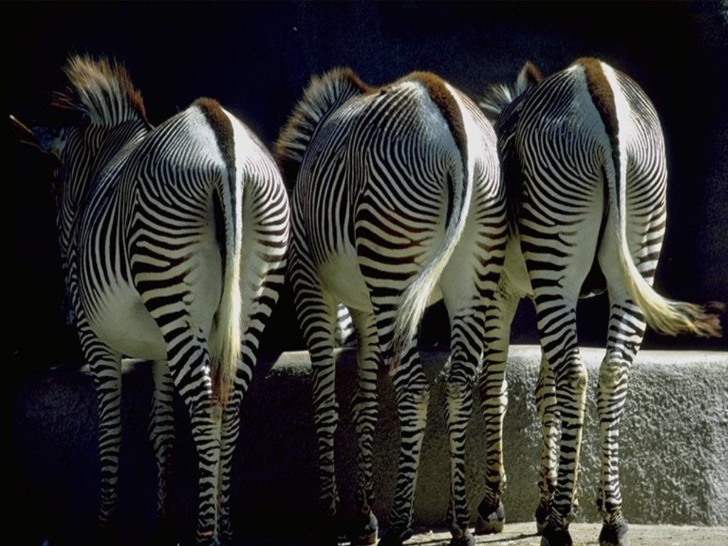 striped animals posing from back