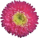 Picture with aster flower