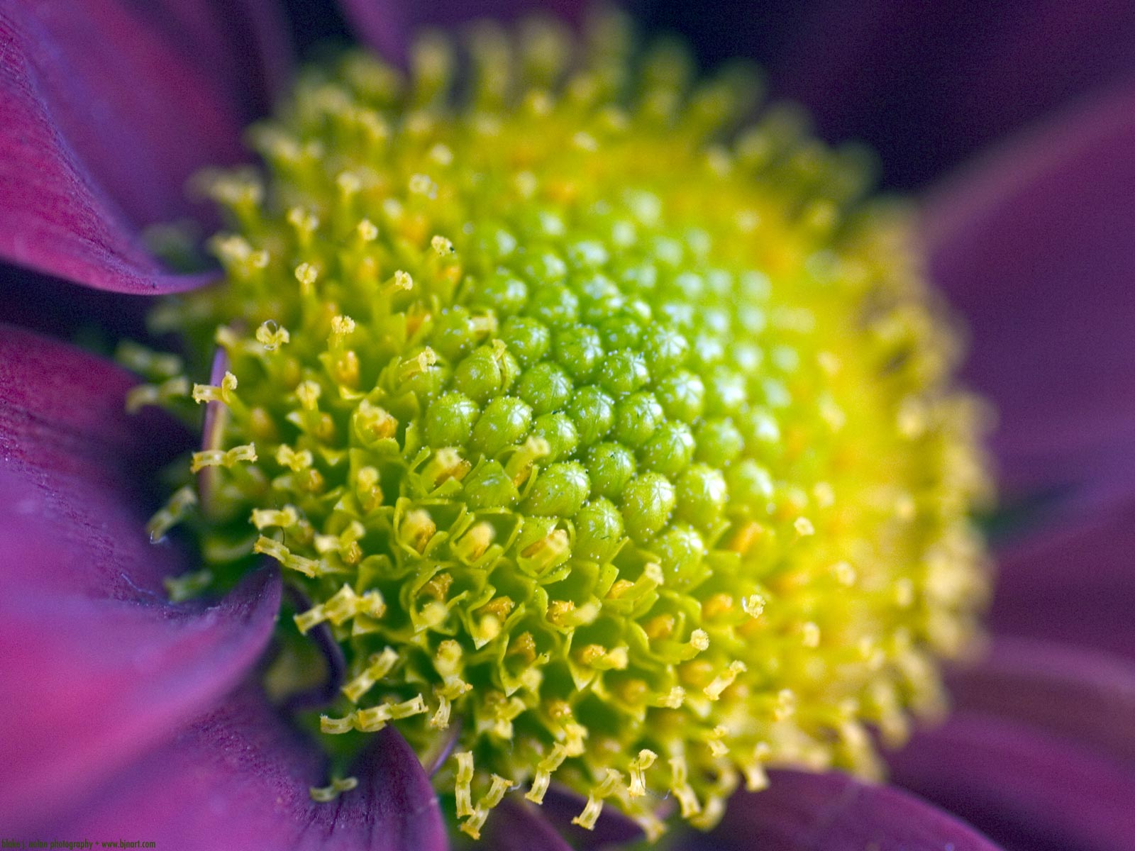 Flower _18_.jpg