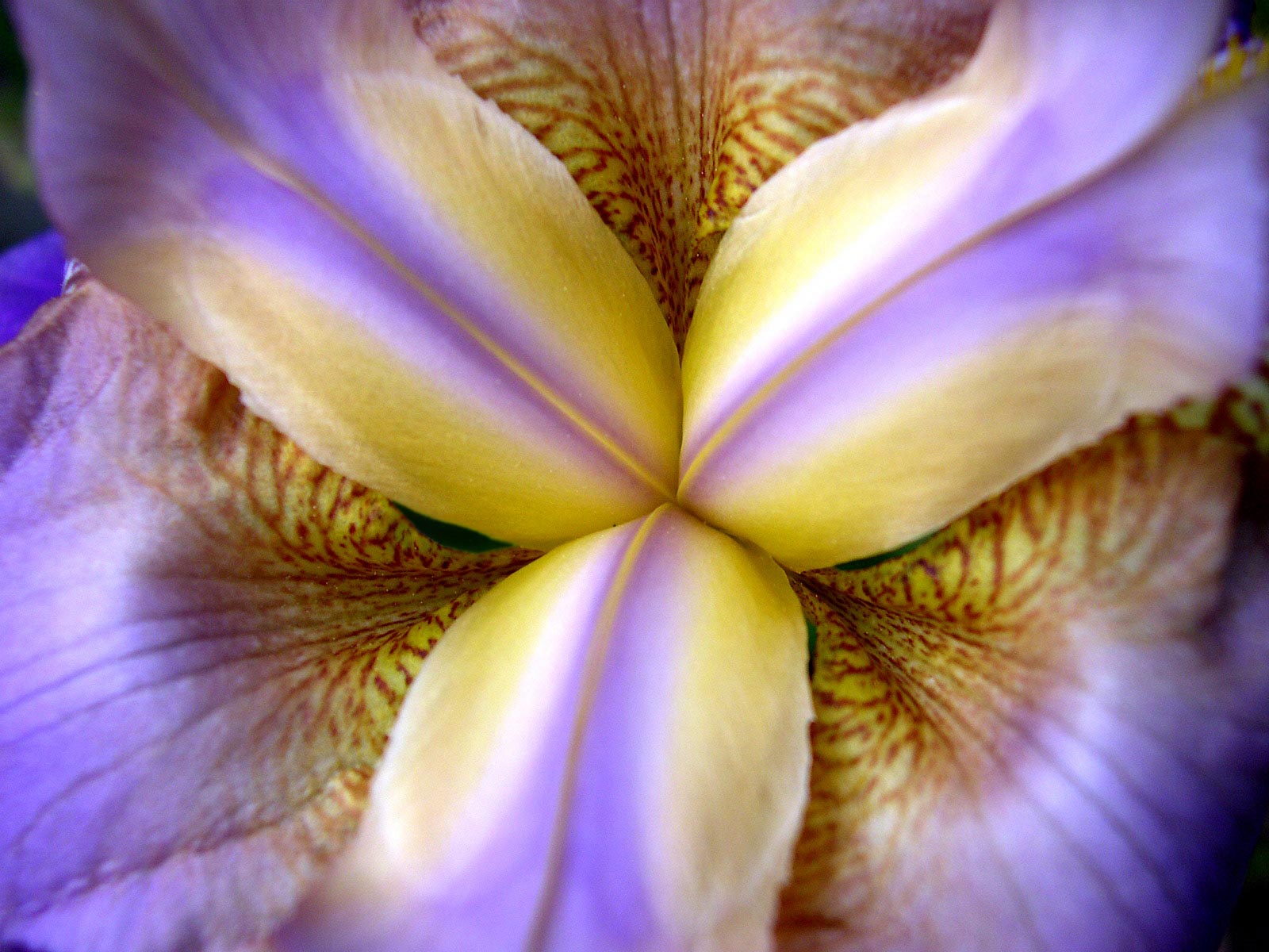 Flower _19_.jpg
