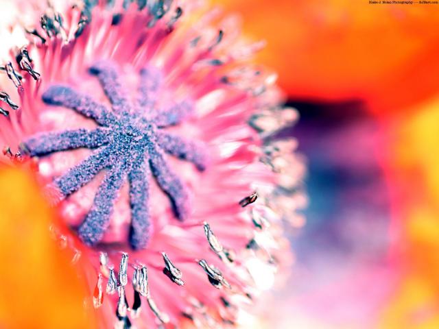 Flower _22_.jpg