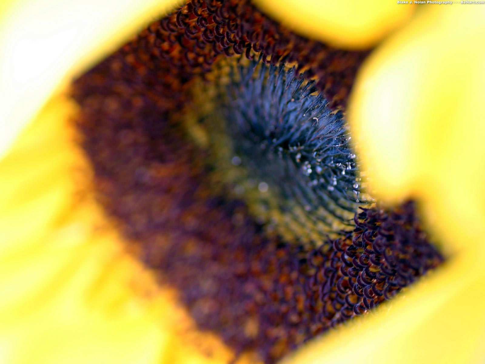 Flower _25_.jpg