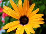 Flower _5_.jpg