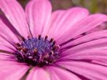 Flower _6_.jpg