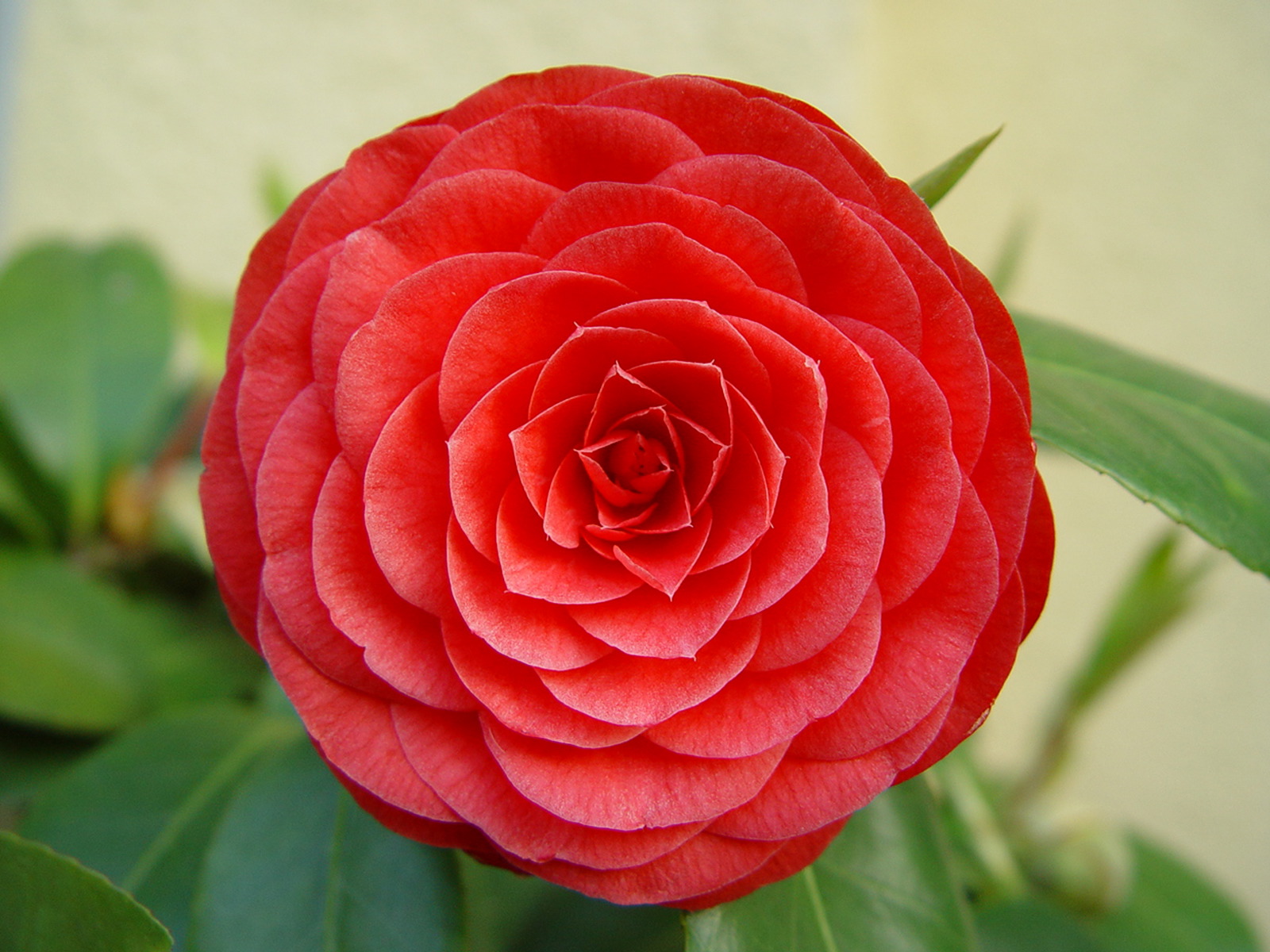 Flower _7_.jpg