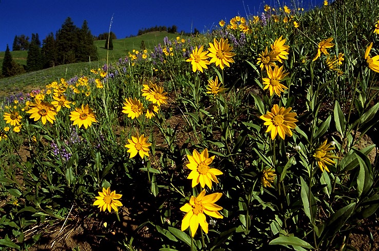 flower10_4_3.jpg