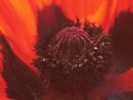flower7_4_3.jpg