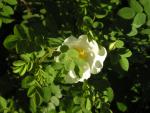 flowers 2.JPG