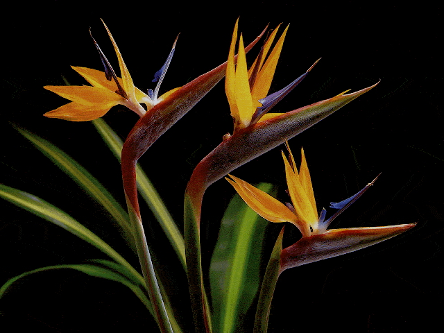 FLOWERS.jpg