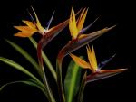 FLOWERS.jpg