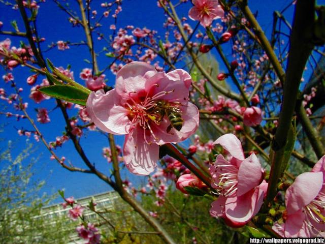 flowers_0009.jpg