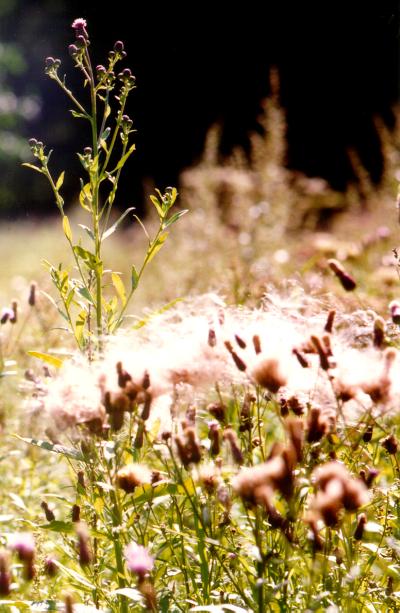 grass.jpg