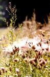 grass.jpg