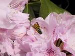 img_asp.jpg